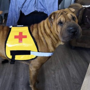Нейлоновый жилет для шарпея «Service Dog»
